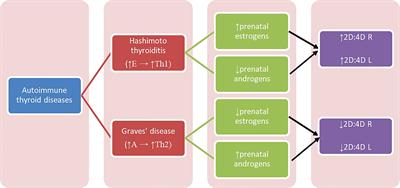 Can Digit Ratio (2D:4D) Be Indicative of Predispositions to Autoimmune Thyroid Diseases in Women - Hashimoto Thyroiditis and Graves’ Disease?